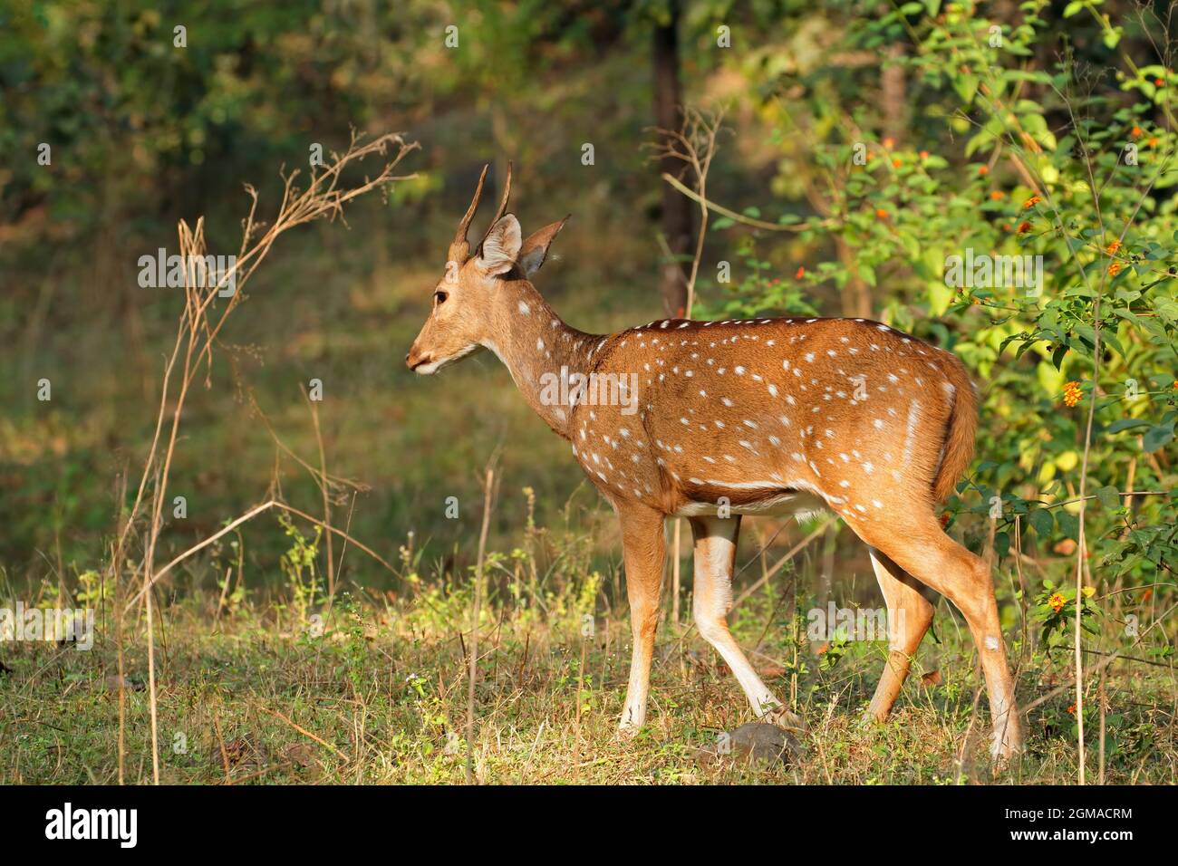 Ein männlicher Spotted Deer oder Chital (Achse) im natürlichen Lebensraum, Kanha National Park, Indien Stockfoto