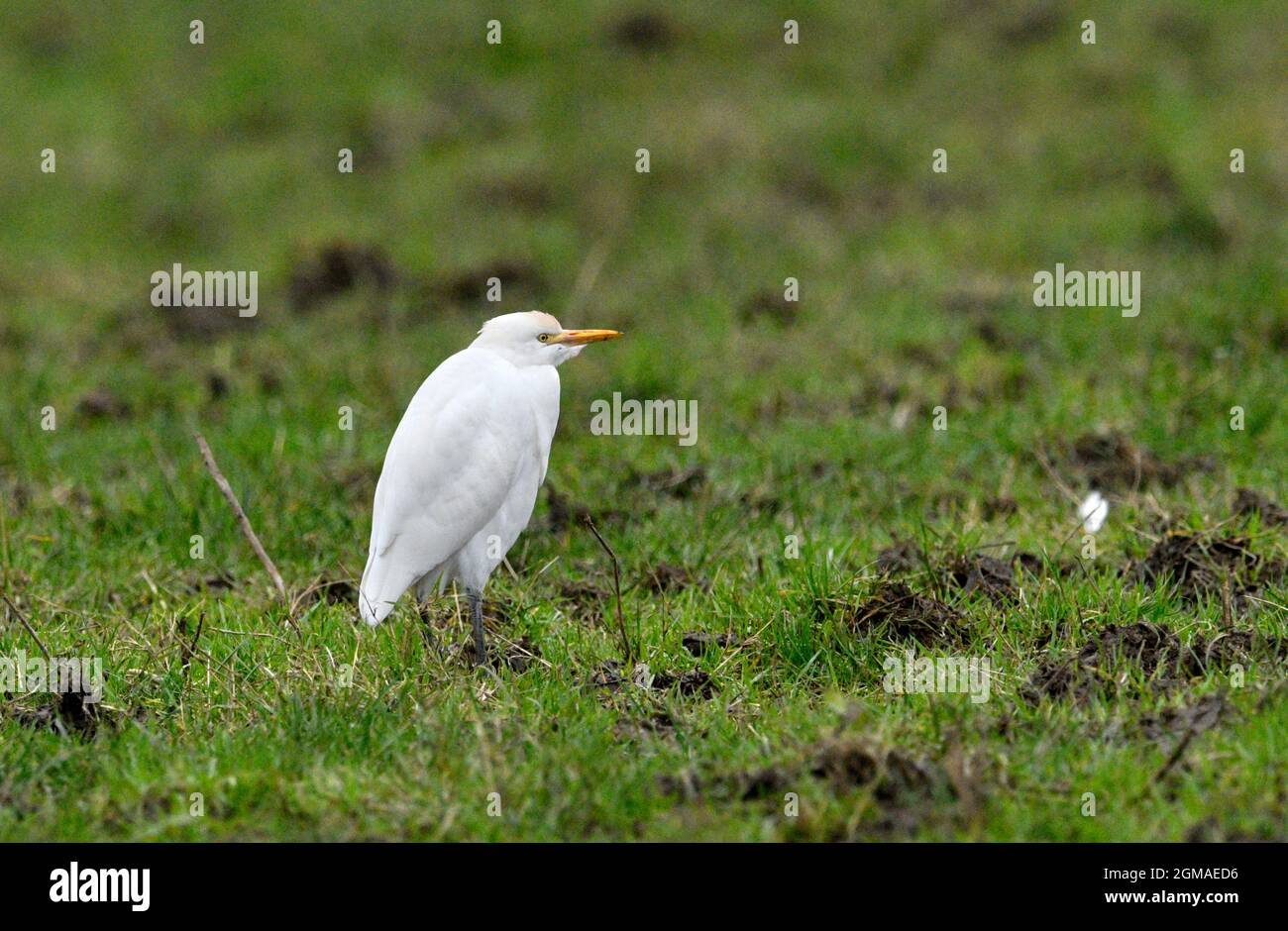 Kuhreiher - Bubulcus ibis Stockfoto