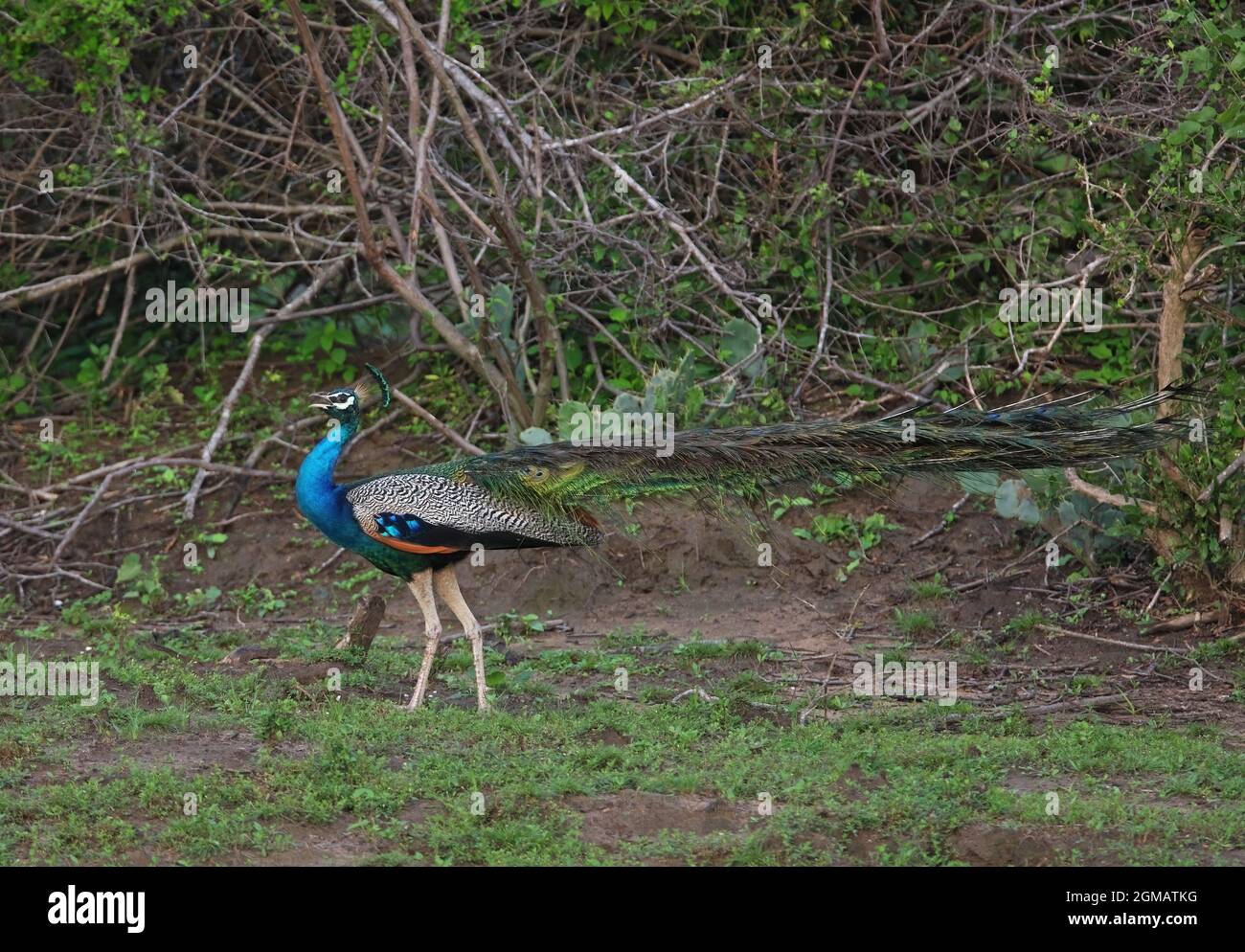 Indischer Peafowl (Pavo cristatus) erwachsener Mann, der Bundala NP, Sri Lanka, anruft Dezember Stockfoto