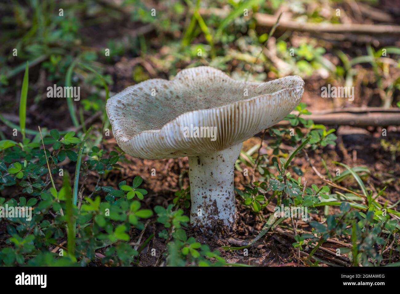 Große weiße Pilze ausgewachsen Schröpfchen mit grünlicher Farbe auf der Oberseite und zeigt die Kiemen auf der Kappe Nahaufnahme Blick auf den Waldboden Stockfoto
