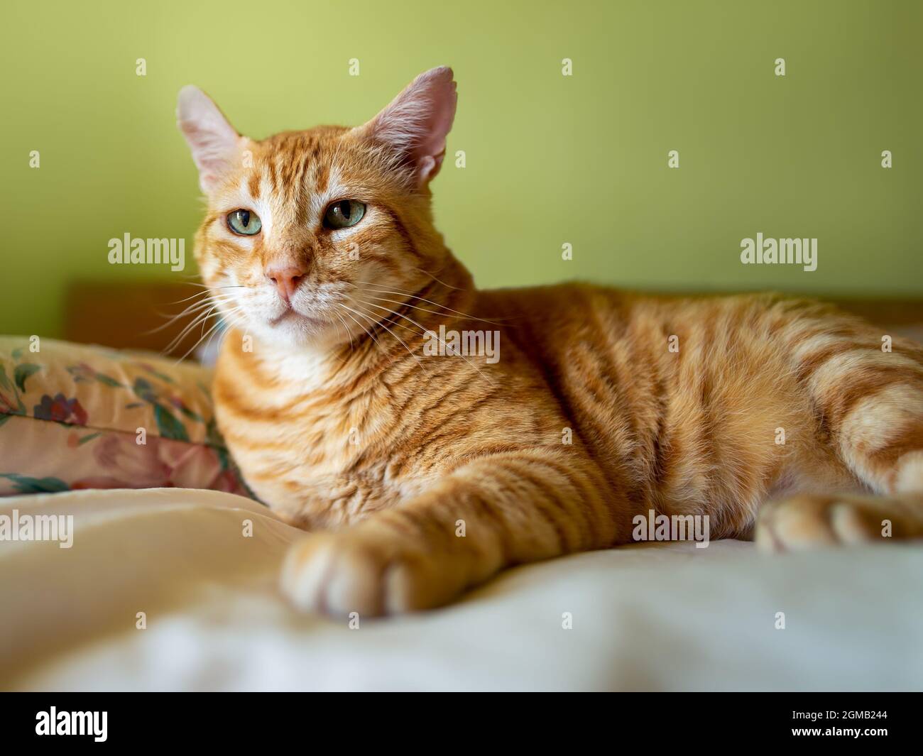 Ginger tabby Katze starrt jemanden drinnen an. Porträtaufnahme eines häuslichen roten Katzengesichtes mit ernsthaften grünen Augen. Hooligan für Erwachsene mit zerlumpten Ohren. Stockfoto