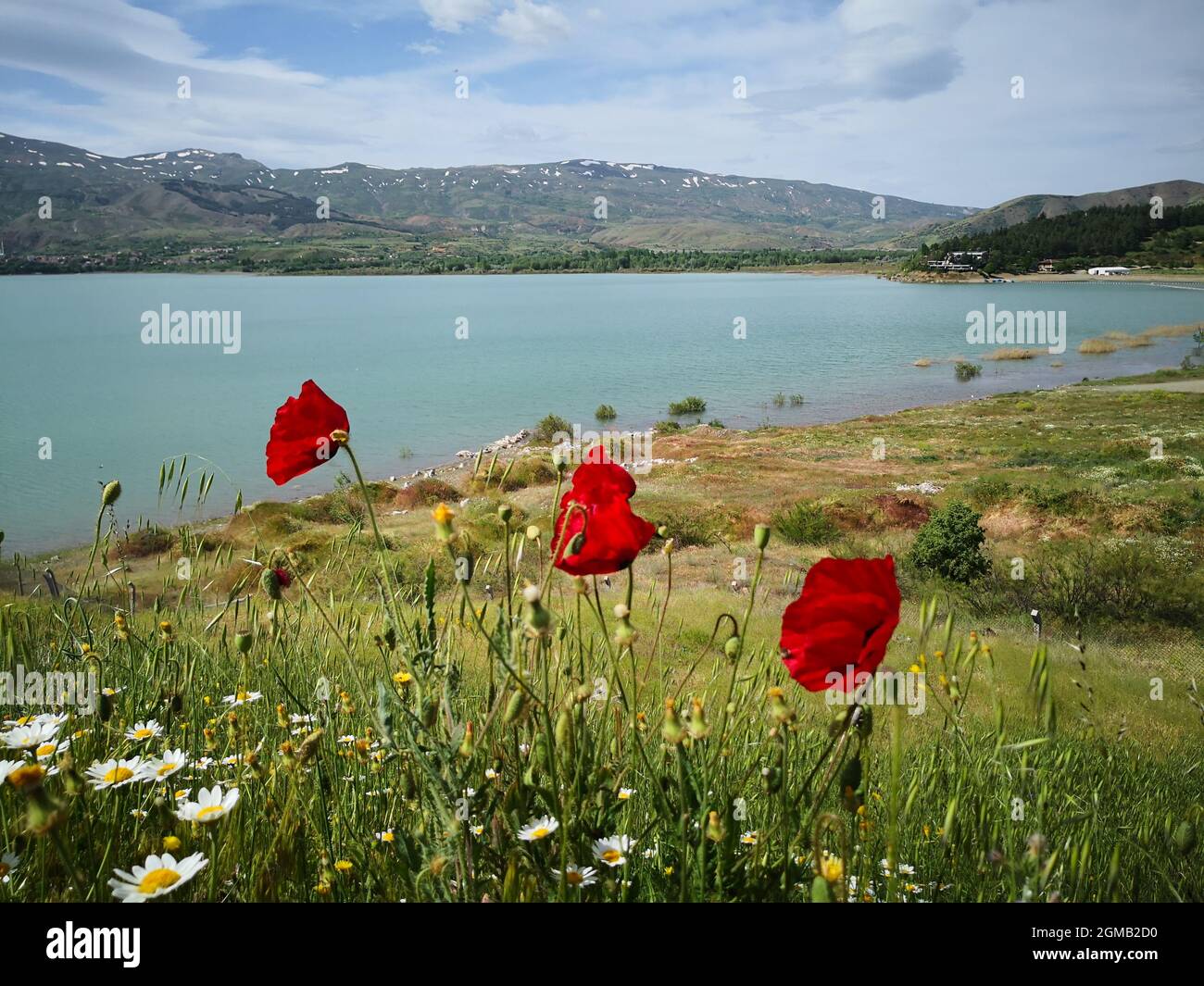 Wunderschöne Landschaft mit gemeinen Mohnblumen im Vordergrund und Bergsee im Hintergrund Stockfoto