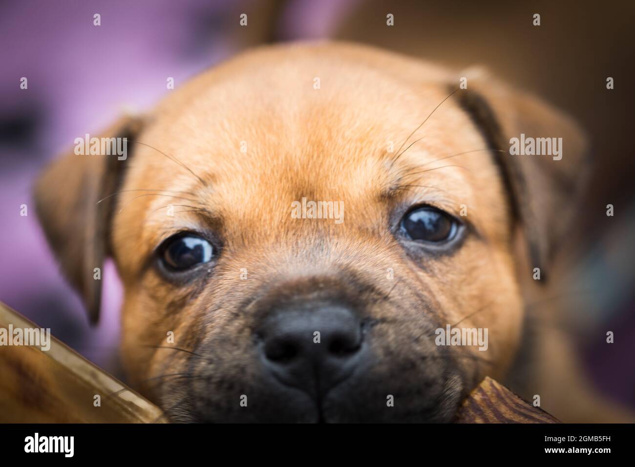 Staffordshire Bull Terrier, reinrassiger Welpe einer beliebten Hunderasse, Nahaufnahme Stockfoto