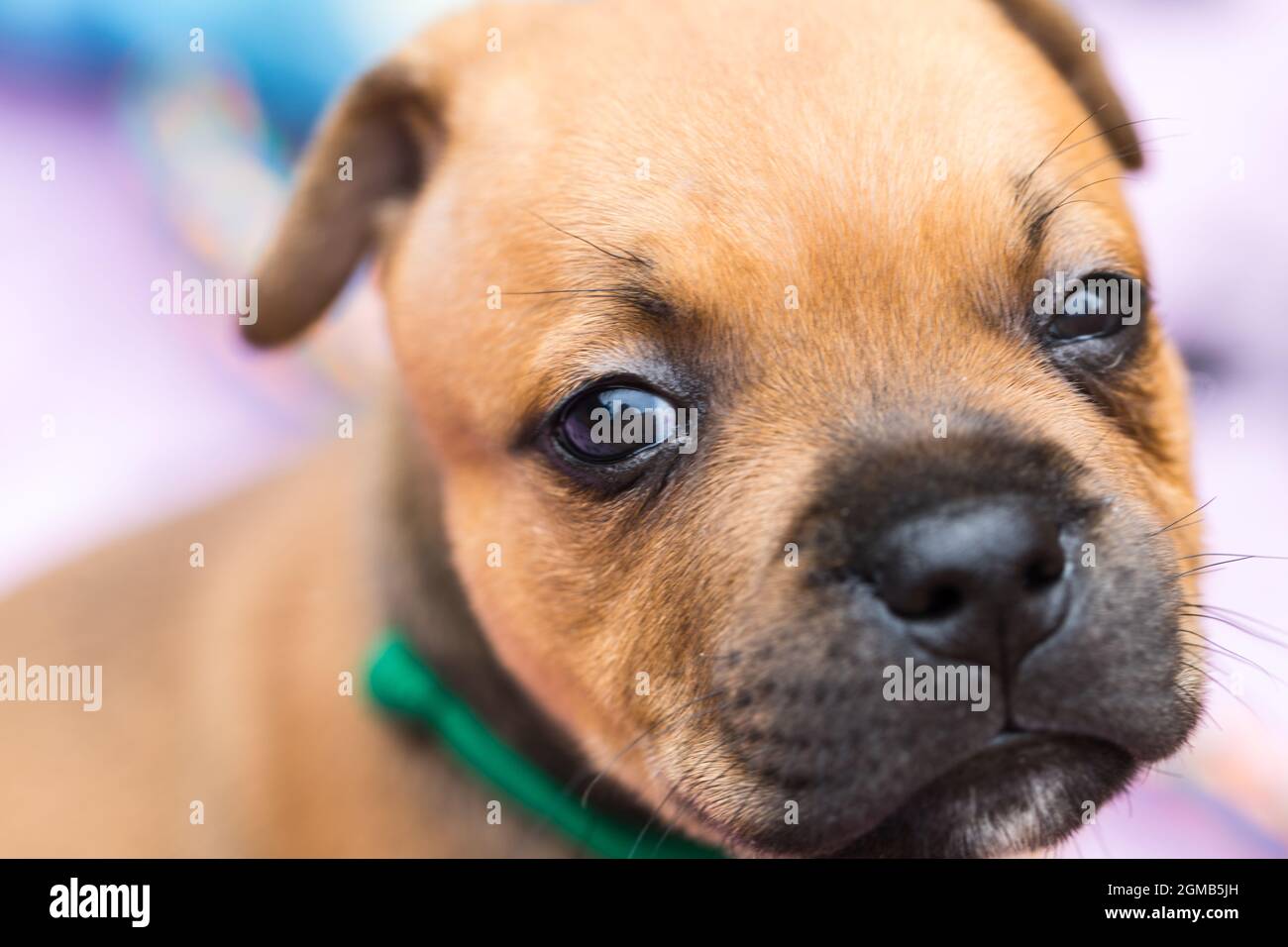 Staffordshire Bull Terrier, reinrassiger Welpe einer beliebten Hunderasse, Nahaufnahme Stockfoto
