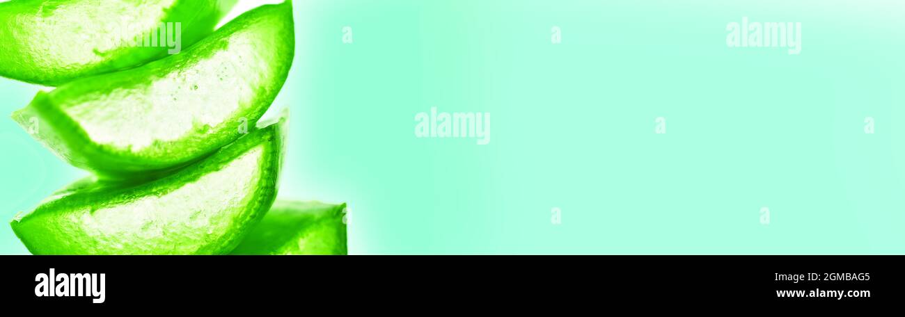 Aloe Vera Banner mit Textraum Stockfoto