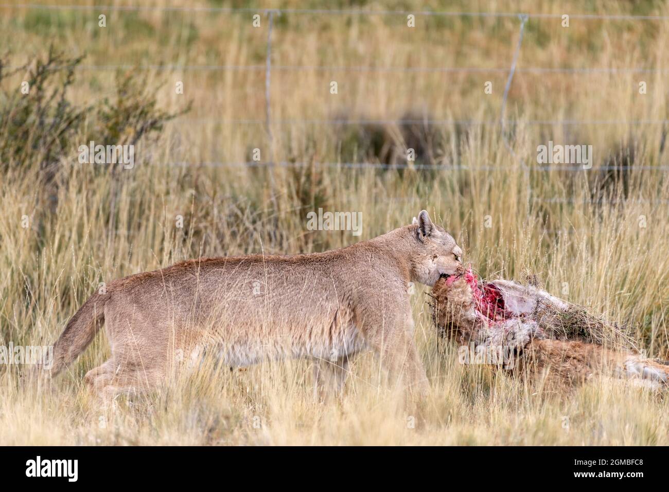 Puma bewegt ihren Guanaco-Kill weg vom Parkzaun, Torres del Paine, Patagonien Stockfoto