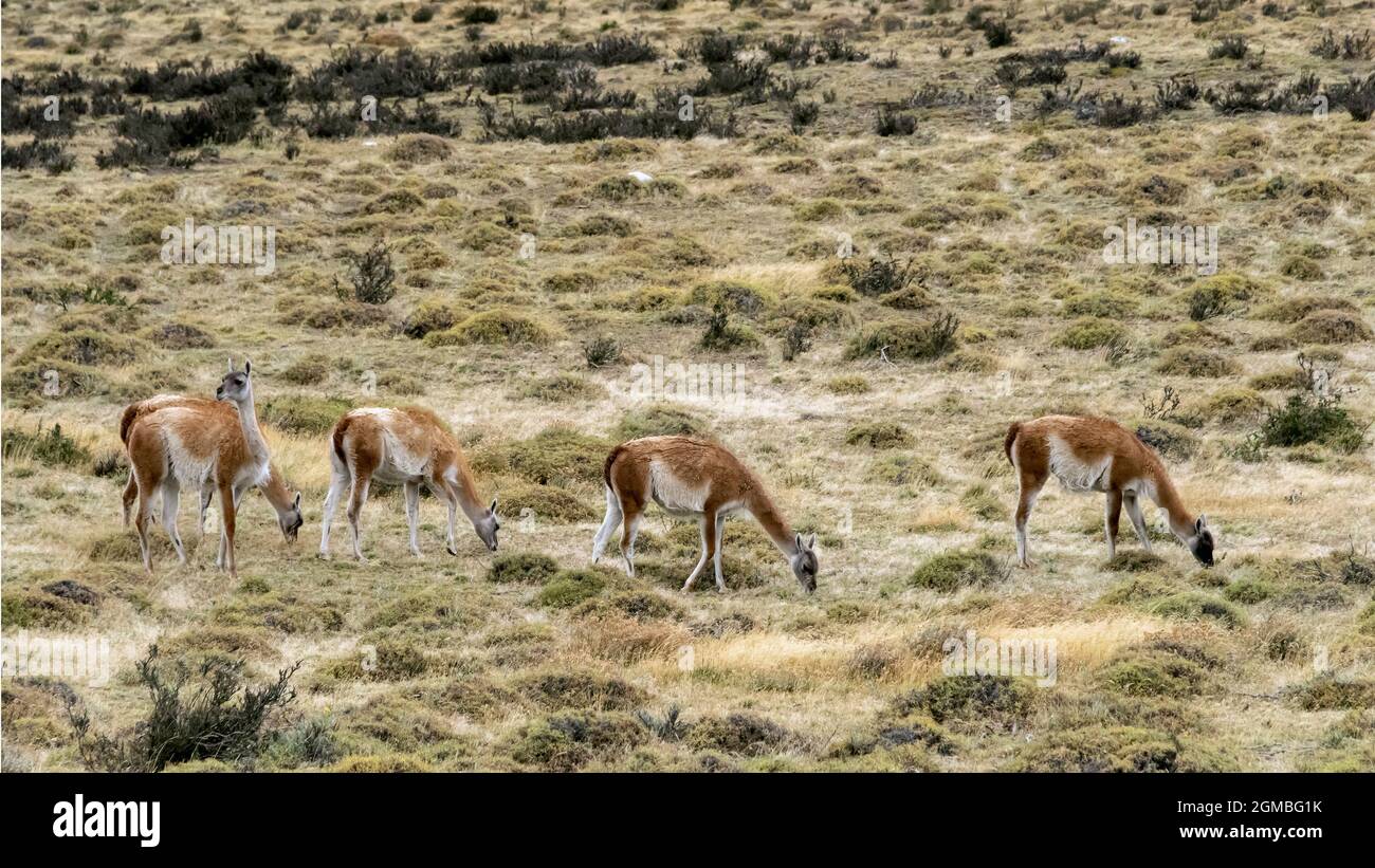 Grasende Guanacos im Herbst auf den Pampas, Torres del Paine, Patagonien Stockfoto