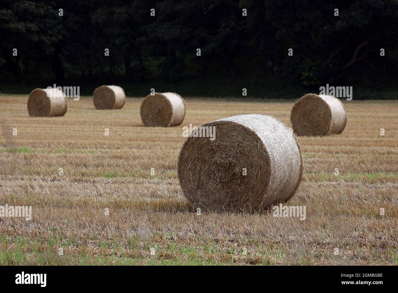 Sheringham, Großbritannien. September 2021. Heuballen, in der Nähe von Sheringham, Norfolk, Großbritannien, am 16. September, 2021. Kredit: Paul Marriott/Alamy Live News Stockfoto