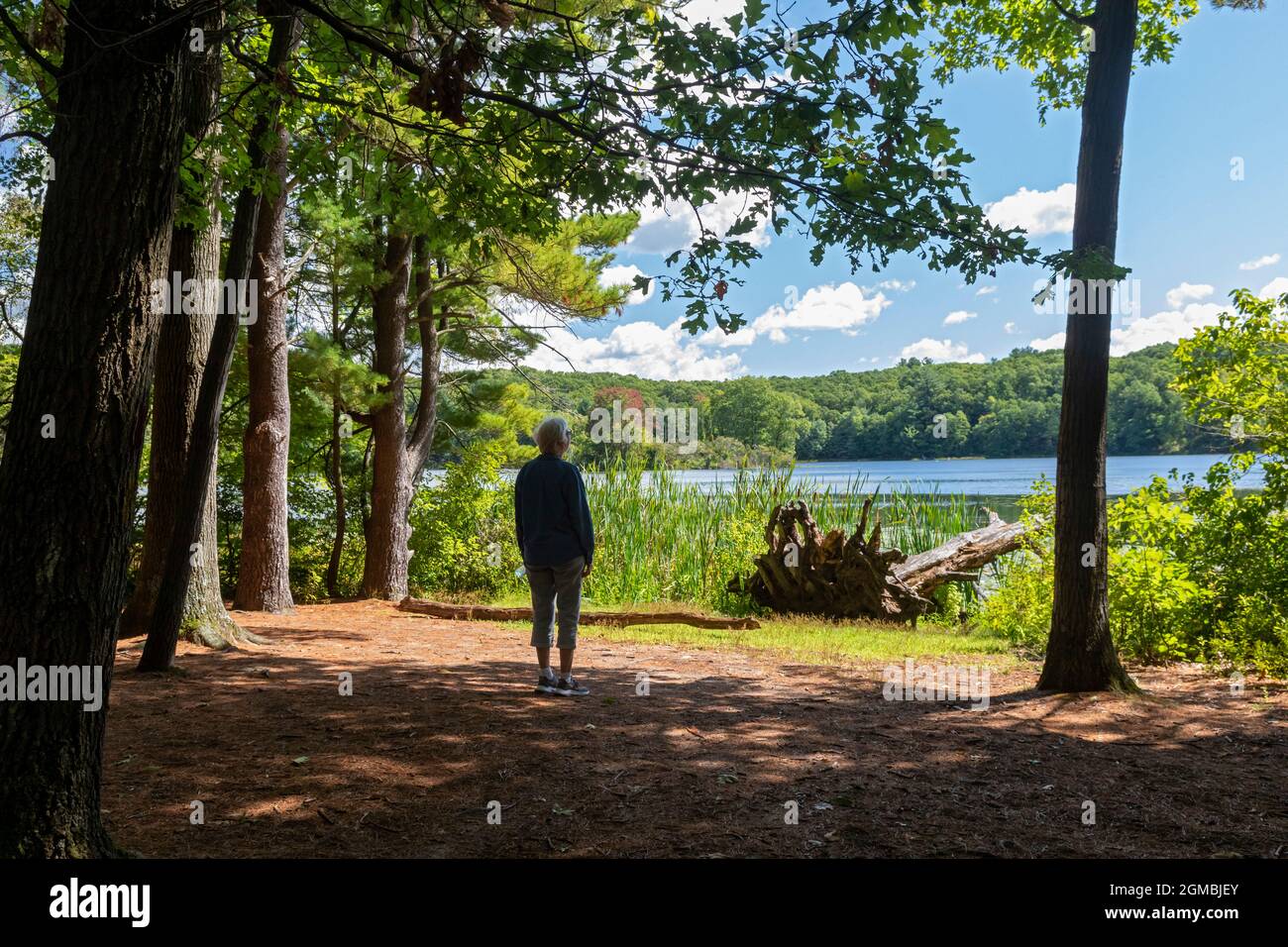 Middleville, Michigan - Ein Wanderer in Yankee Springs Recreation Area hält an, um den Hall Lake zu überblicken. Stockfoto
