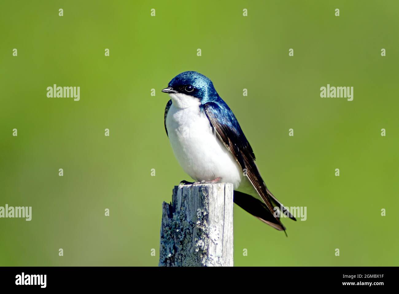 Eine Baumschwalbe (Tachycineta bicolor) steht auf einem Pfosten in der frühmorgendlichen Sommersonne. Stockfoto