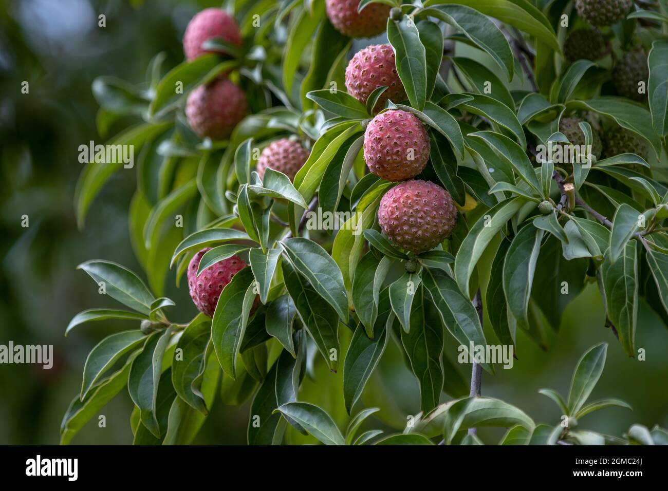 Cornus kousa mit Beeren im Spätsommer Stockfoto