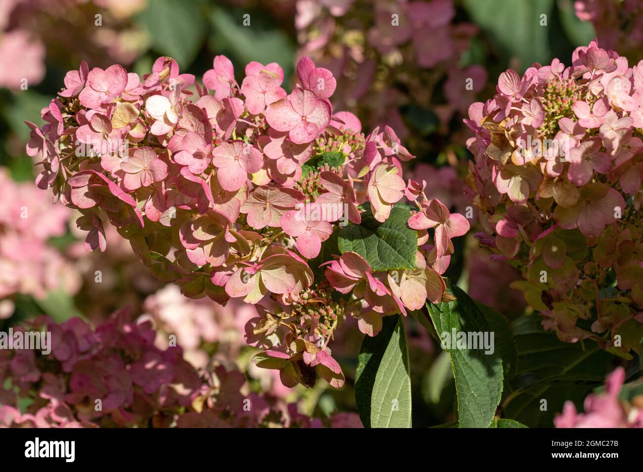 Nahaufnahme der Hydrangea paniculata Pink Diamond im Sommer Stockfoto