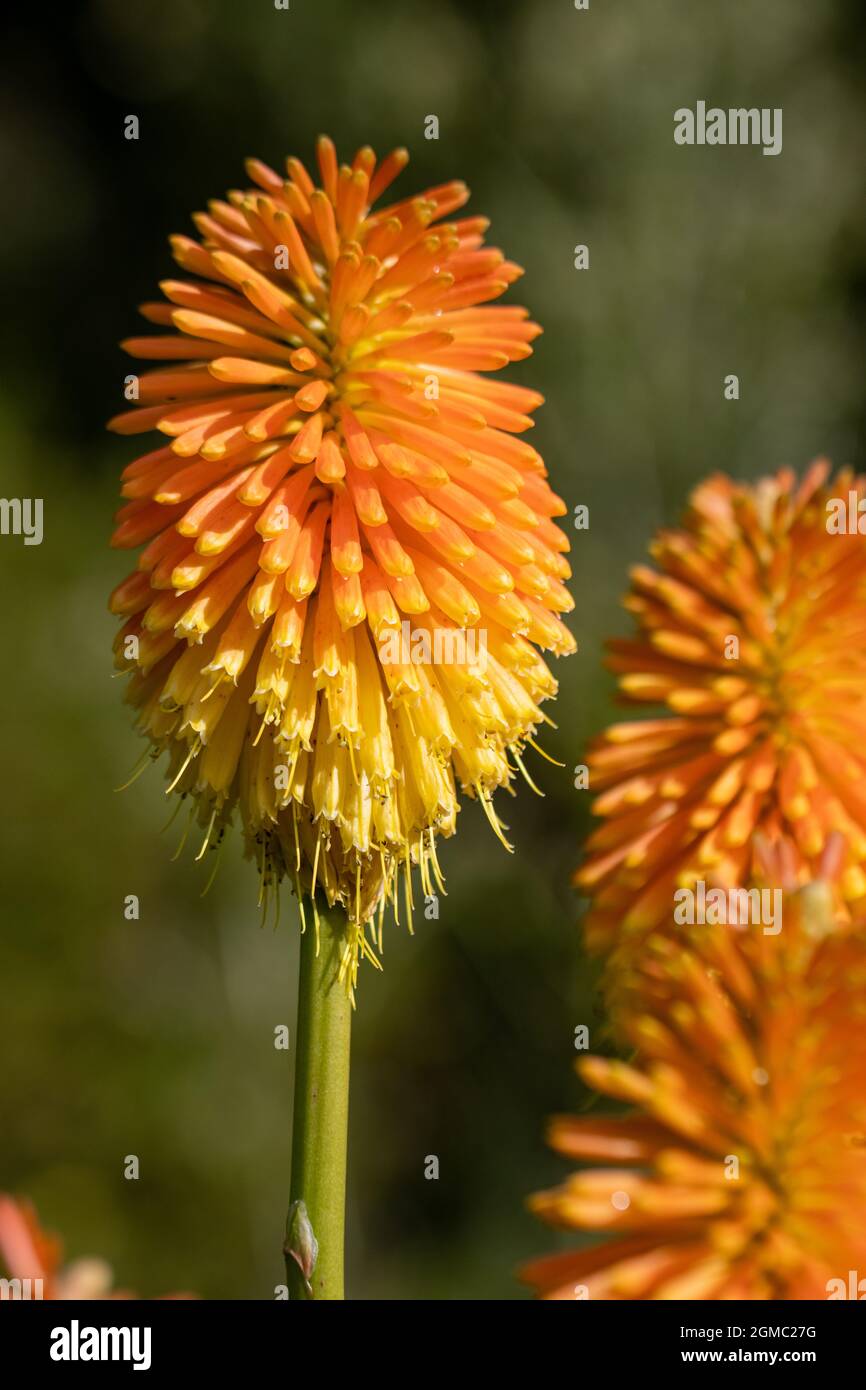 Leuchtend orange Kniphofia Torchlight Blume im Sommer Stockfoto