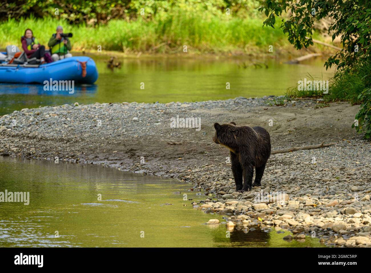 Natur- und Wildtierfotografen beobachten Bären, Grizzly Viewing Fototour an der zentralen Küste von British Columbia in Tweedsmuir South Provinci Stockfoto