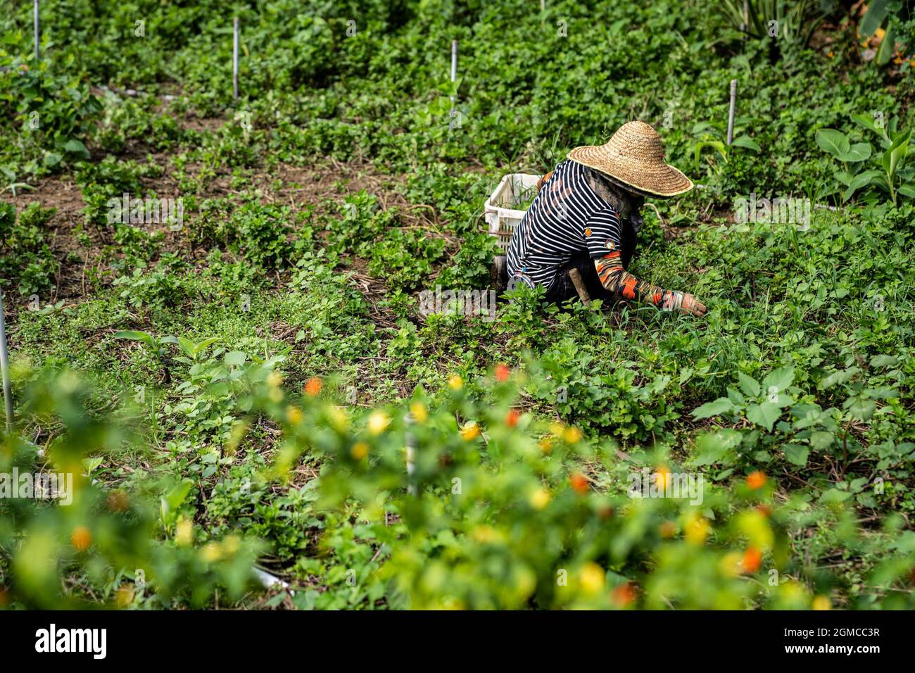 Hongkong, China. September 2021. Ein Bauer pflückt Gemüse mit einem Korb, während der Räumung. Mehr als ein Dutzend Mitarbeiter der Landverwaltung, Auftragnehmer und Bauarbeiter kamen im Dorf Ma Shi Po an, um Land aus dem letzten verbliebenen Haus zurückzugewinnen. Die lokalen Landwirte stehen seit Anfang der 2000er Jahre vor einer drohenden Räumung. Kredit: SOPA Images Limited/Alamy Live Nachrichten Stockfoto