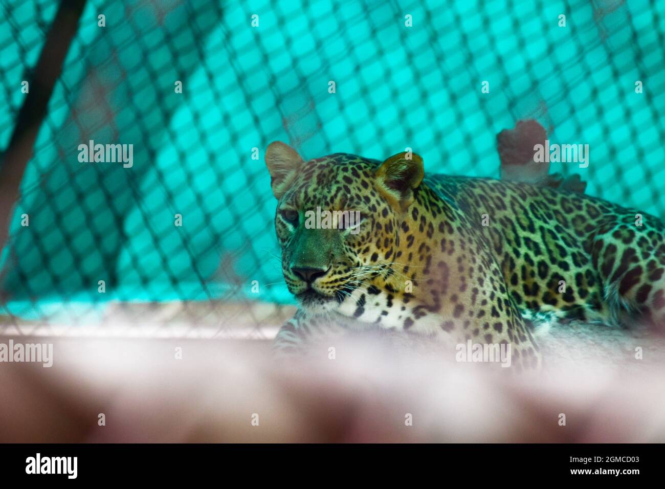 jaguar Großkatze im Käfig, Wildtiere. Stockfoto