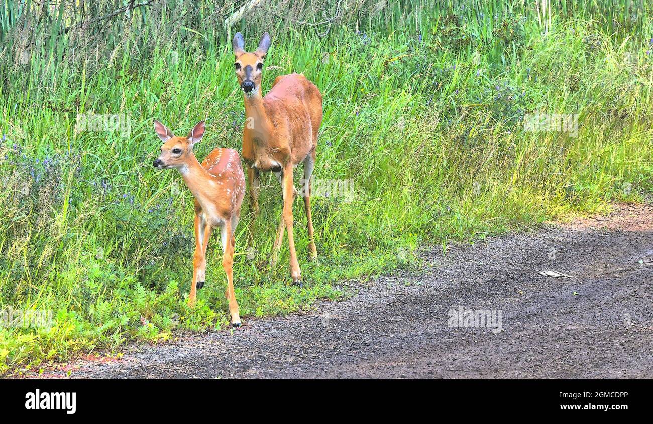 Eine Mutter und ihr Hirsch stehen am Straßenrand von Mission Marsh, Thunder Bay, Ontario, Nordamerika. Stockfoto