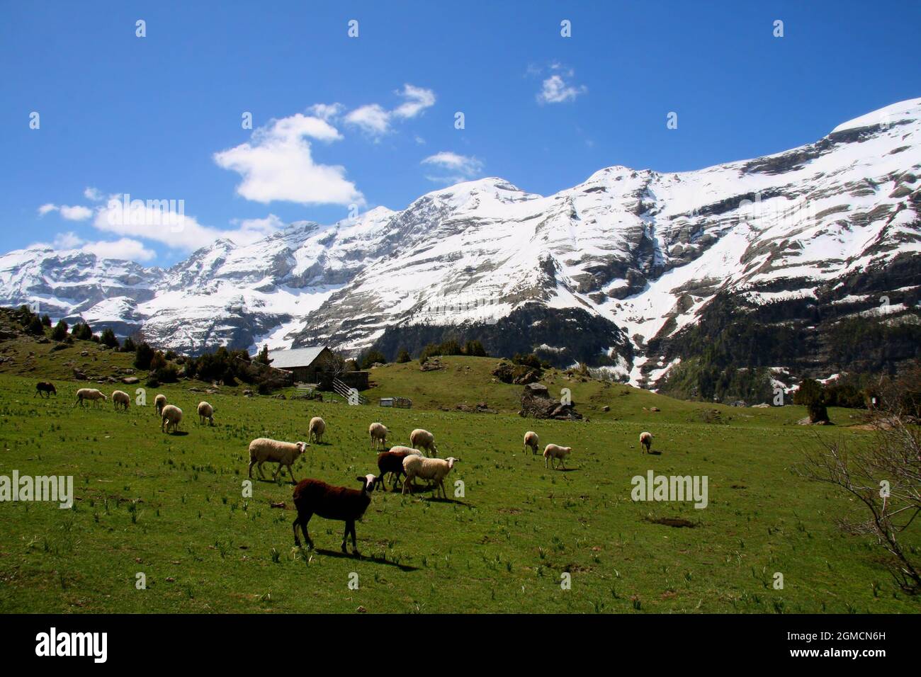 Schneebedeckte Berge, grüne Weiden und Schafe im Pineta-Tal (Valle de Pineta) im Nationalpark Ordesa, Spanien Stockfoto