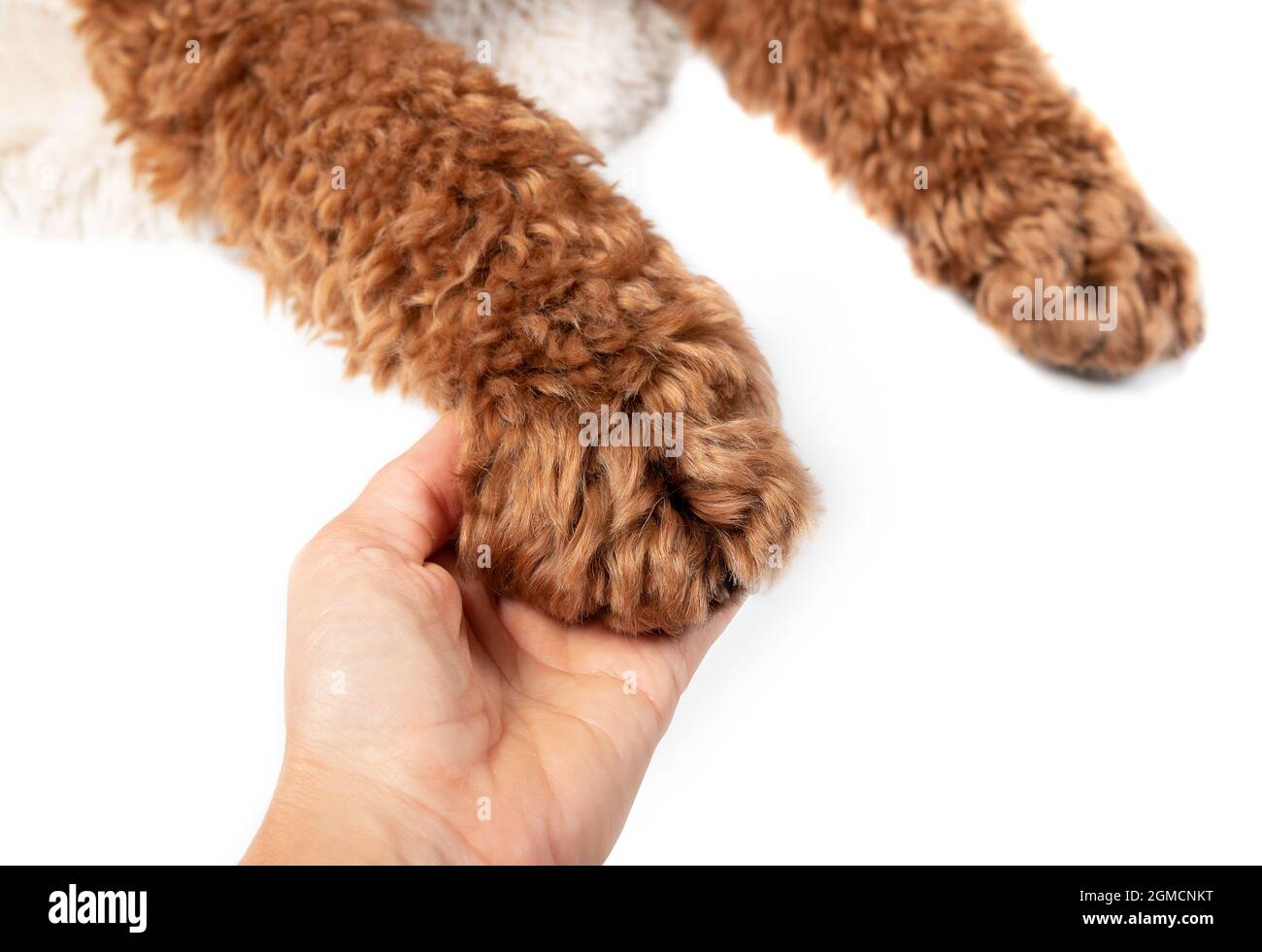 Weibliche Hand hält eine Hundepfote, Stop-View. Süße, flauschige, lockige Labradoodle-Hundepfote liegt auf einer menschlichen Hand. Konzept für Tierliebe und wie Haustiere bereichern Stockfoto