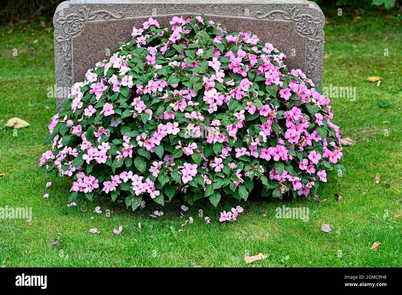 Grabstein auf dem Friedhof mit einer großen Blume, die den Stein bedeckt Stockfoto