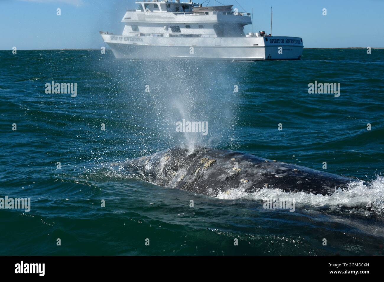 Grauwal - Eschrichtius robustus Stockfoto