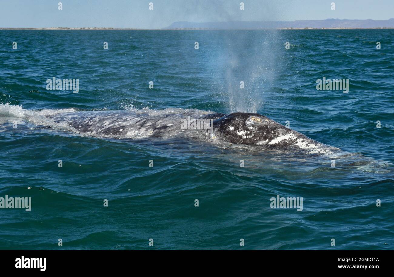 Grauwal - Eschrichtius robustus Stockfoto