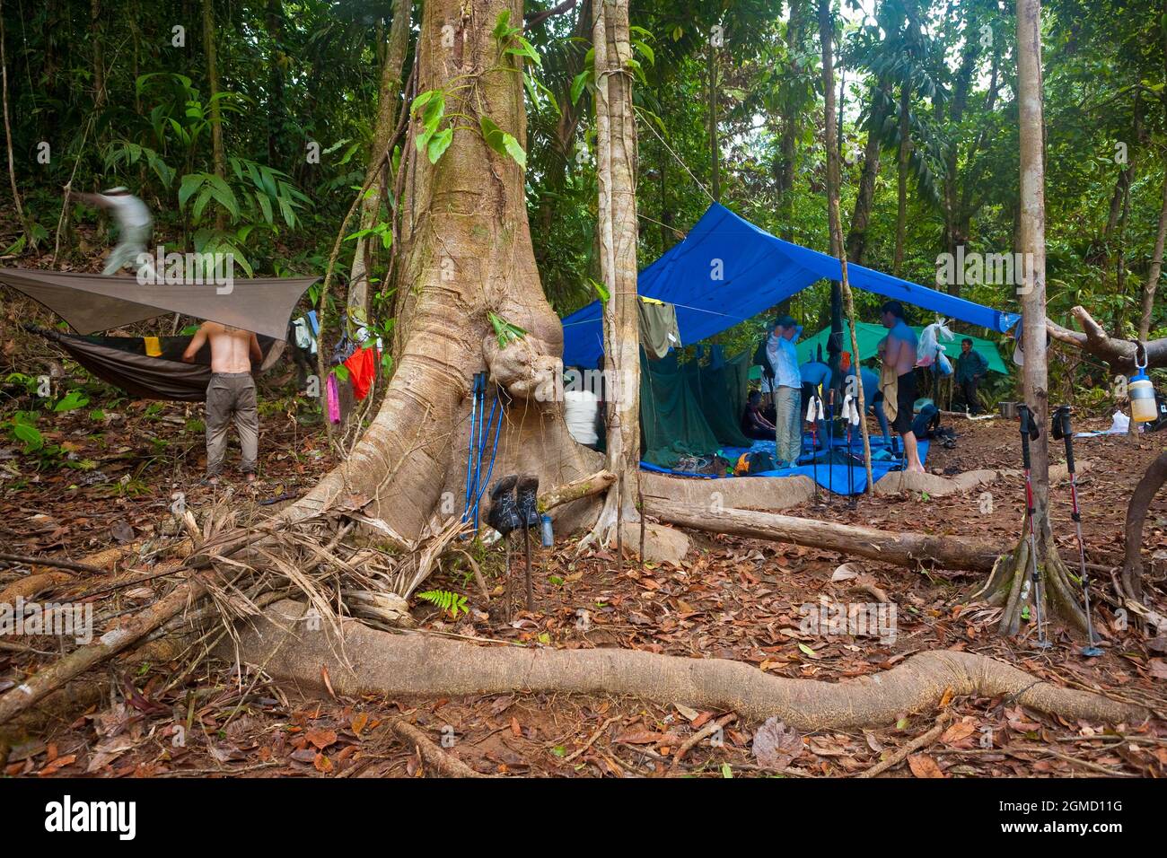 Regenwald Campen Sie auf einer Wanderung entlang des alten und überwucherten Camino Real Trail, Portobelo Nationalpark, Provinz Colon, Republik Panama, Mittelamerika. Stockfoto
