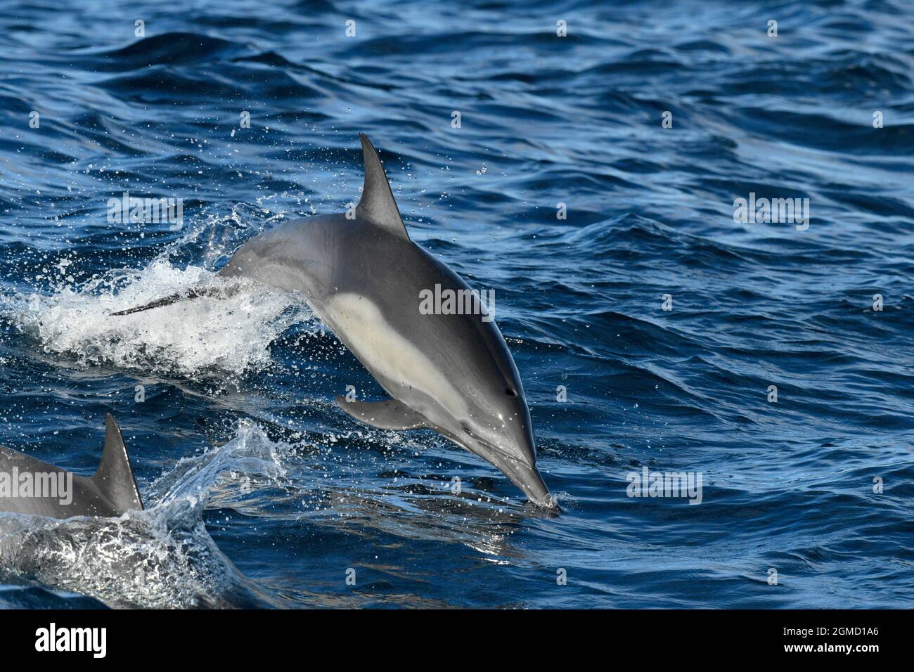 Gewöhnlicher Delphin - Delphinus delphis Stockfoto