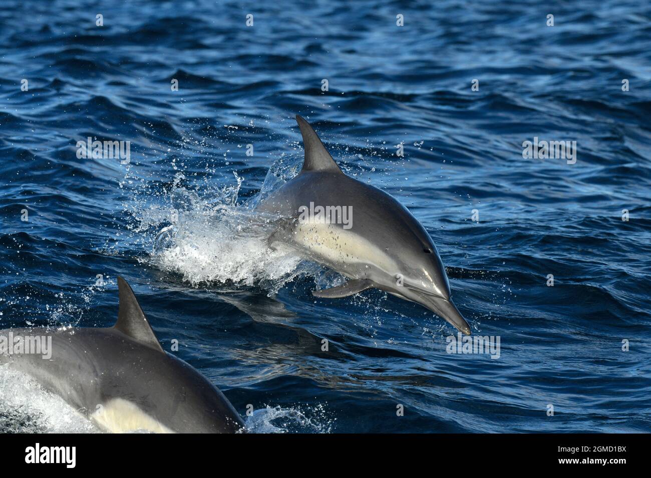 Delphin, Delphinus delphis, Delphin, Zetacean, marine, Säugetier, Schwimmen, Meer, Meer, baja, kalifornien, mexiko Stockfoto
