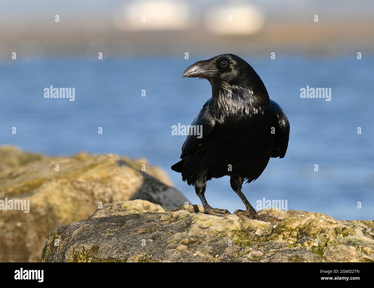 Kolkrabe - Corvus corax Stockfoto