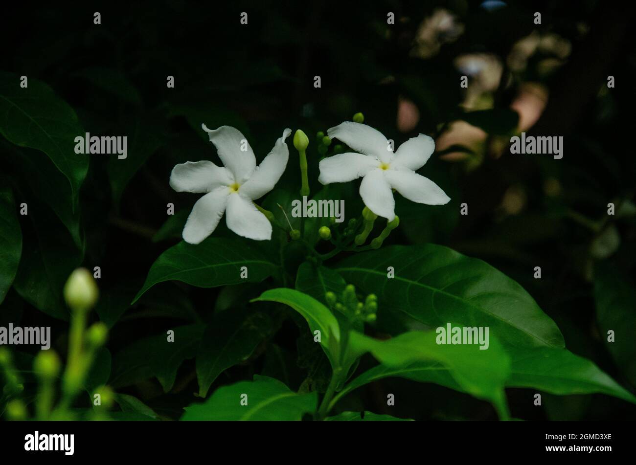 Nahaufnahme der KREPPJASMINPFLANZE mit zwei Blüten und Knospen und grünen Blättern, isoliert mit unscharfem Hintergrund bei der Morgensonne im Garten. Stockfoto