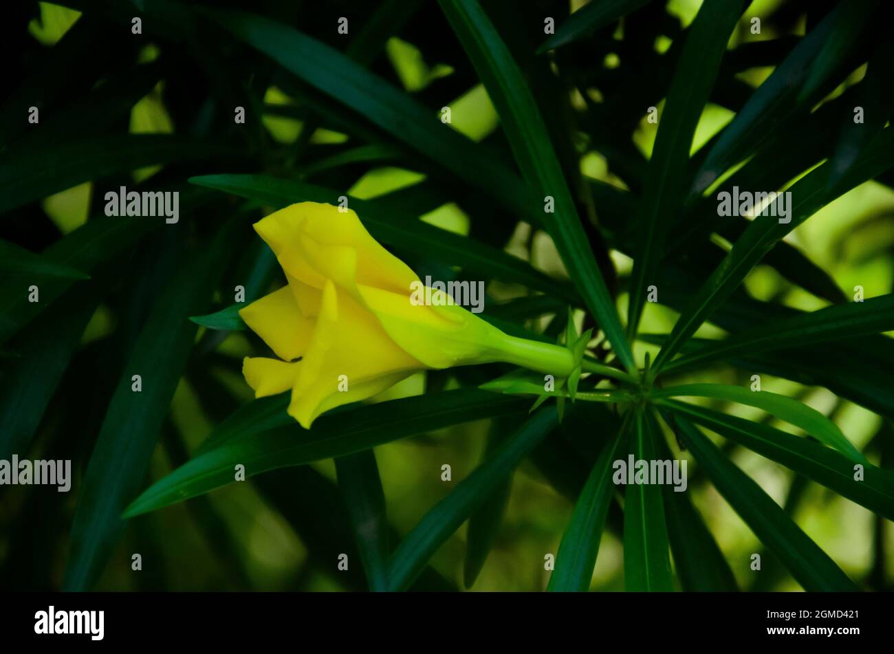 Selektiver Fokus auf gelbe CASCABELA THEVETIA Blume mit grünen Blättern isoliert in unscharfen Hintergrund in der Morgensonne. Stockfoto