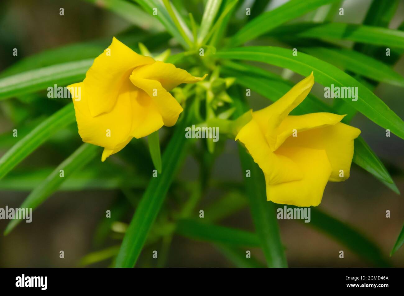 Selektiver Fokus auf gelben CASCABELA THEVETIA Blüten mit grünen Blättern isoliert in unscharfen Hintergrund in der Morgensonne. Stockfoto