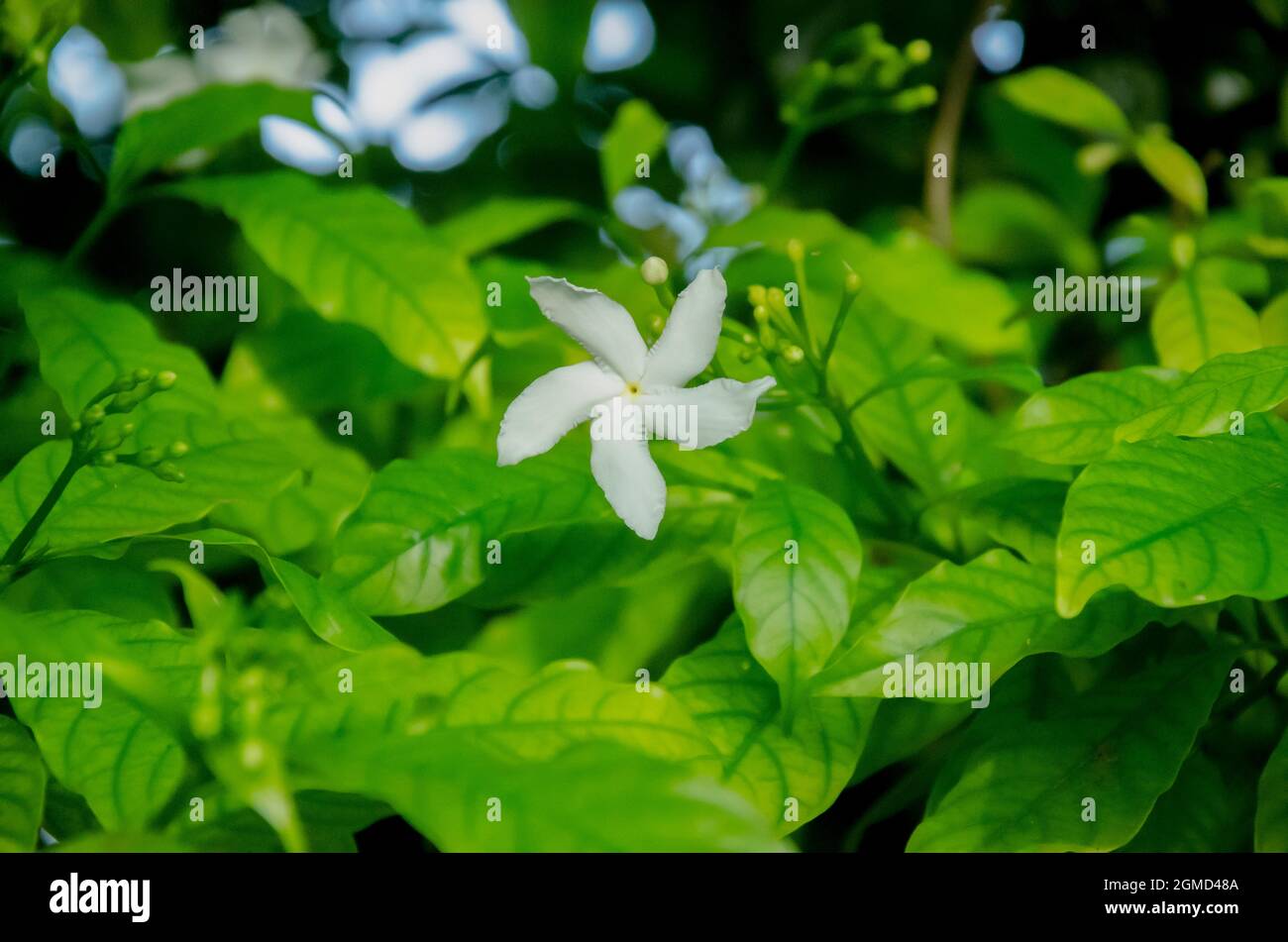 Selektiver Fokus auf schöne KREPPJASMINPFLANZE mit zwei weißen Blüten und grünen Blättern, isoliert mit unscharfem Hintergrund im Park bei morgendlichem Sonnenlicht. Stockfoto