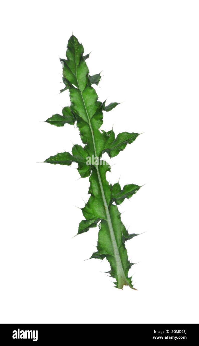 Kriechdistel - Cirsium arvense Stockfoto