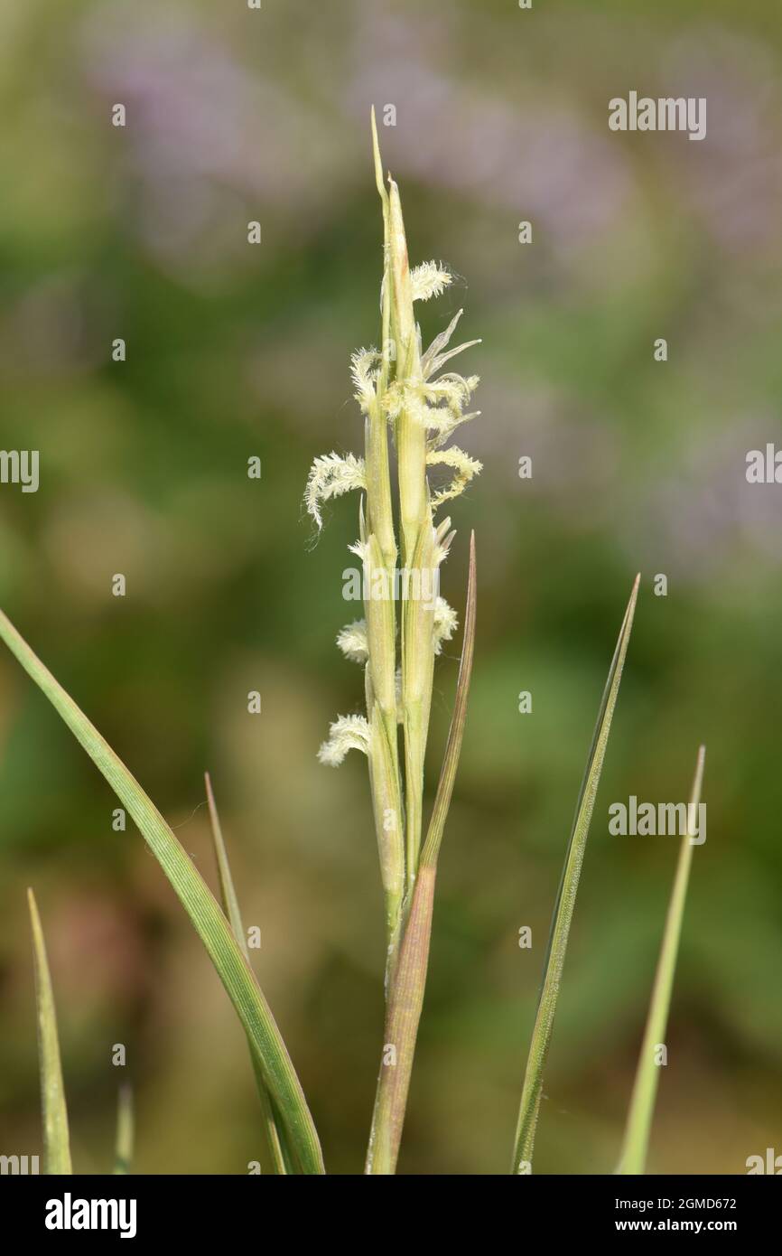 Kleines Cord-Gras - Spartina maritima Stockfoto