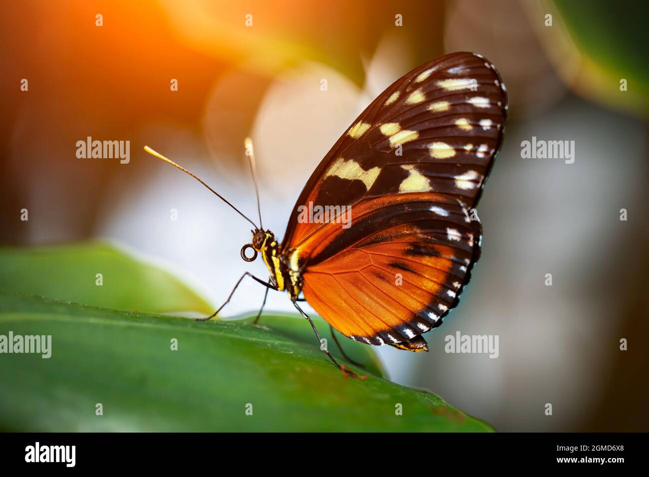 Schöner farbenfroher tropischer Schmetterling namens Heliconius hecale | Tiger Longwing | Goldener Longwing, der auf grünen Blättern in Konya tropischem Butterf steht Stockfoto