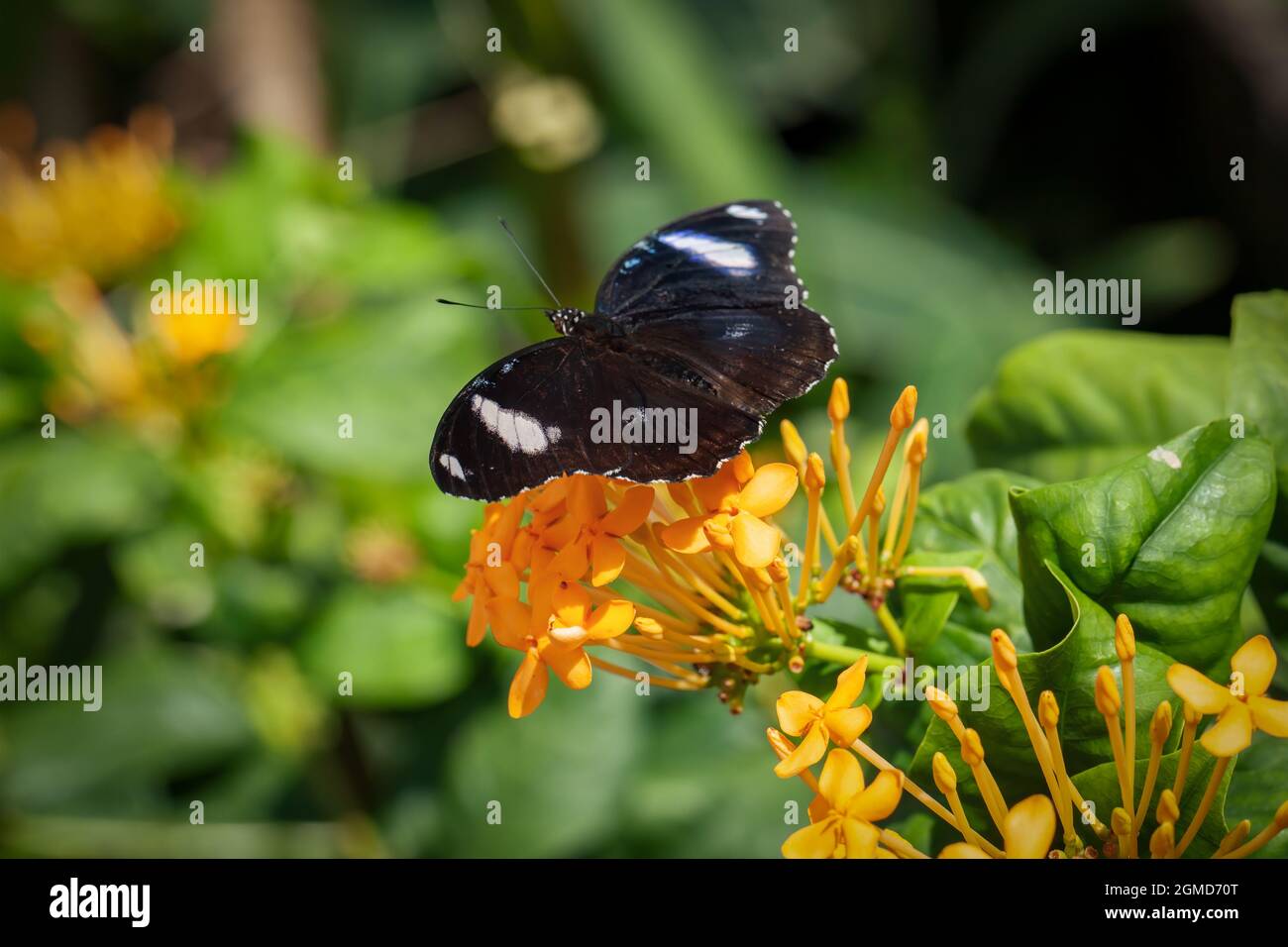 Schöner Opsiphanes Tamarindi-Schmetterling, der auf einer Blume steht und Nektar trinkt, im tropischen Schmetterlingsgarten von Konya Stockfoto