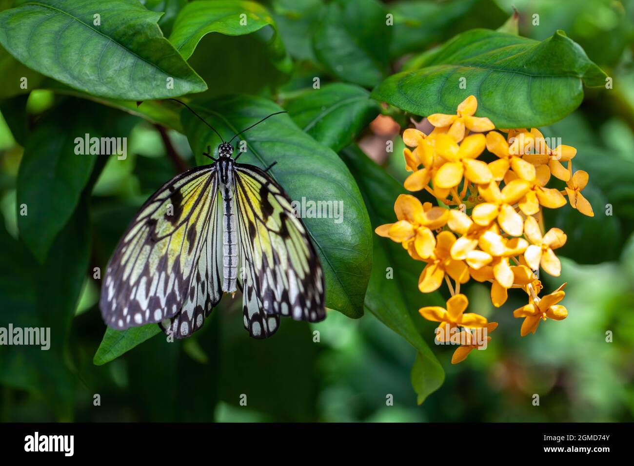 Schöner tropıical Schmetterling genannt große Baumnymphe | Paper Kite | Idee leuconoe stehend auf grünen Blättern der Blumen in Konya tropischen Schmetterling gar Stockfoto