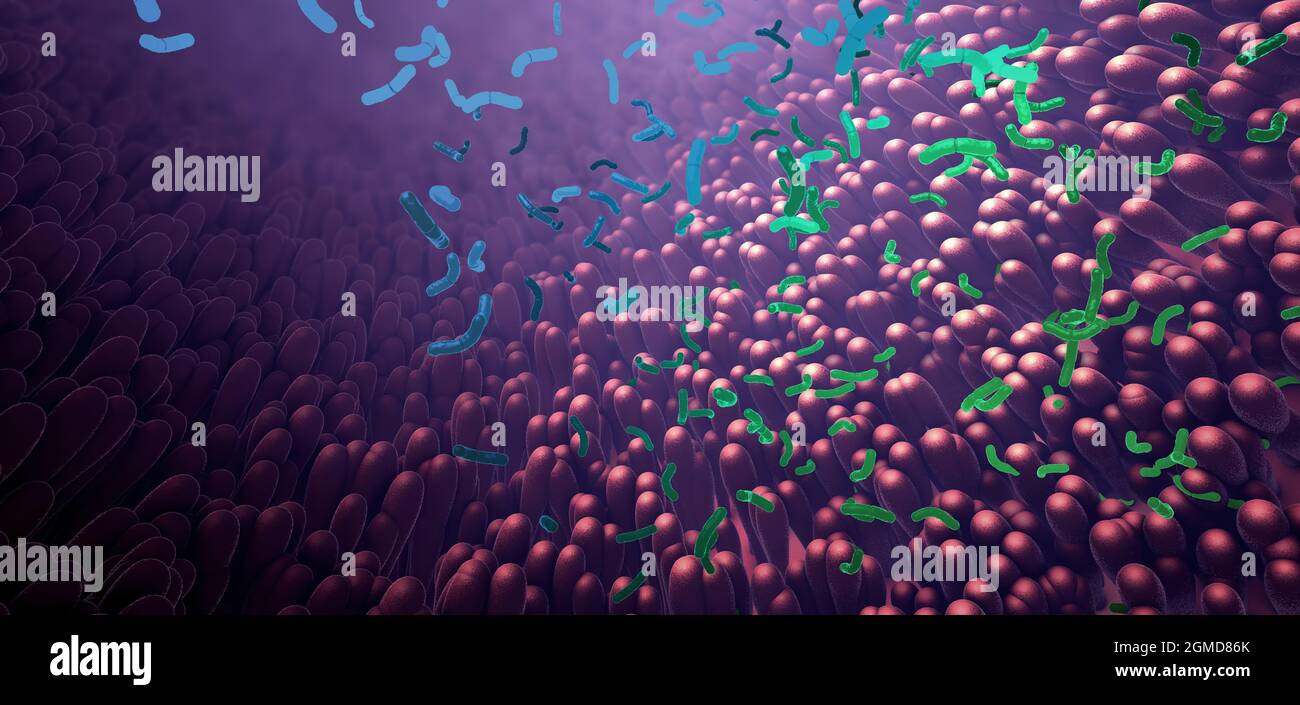 Bakterien als Teil des Darmmikrobioms im Verdauungstrakt - 3d-Illustration Stockfoto