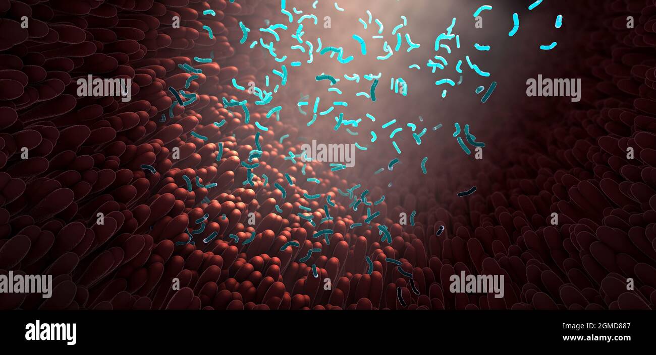 Bakterien als Teil des Darmmikrobioms im Verdauungstrakt - 3d-Illustration Stockfoto