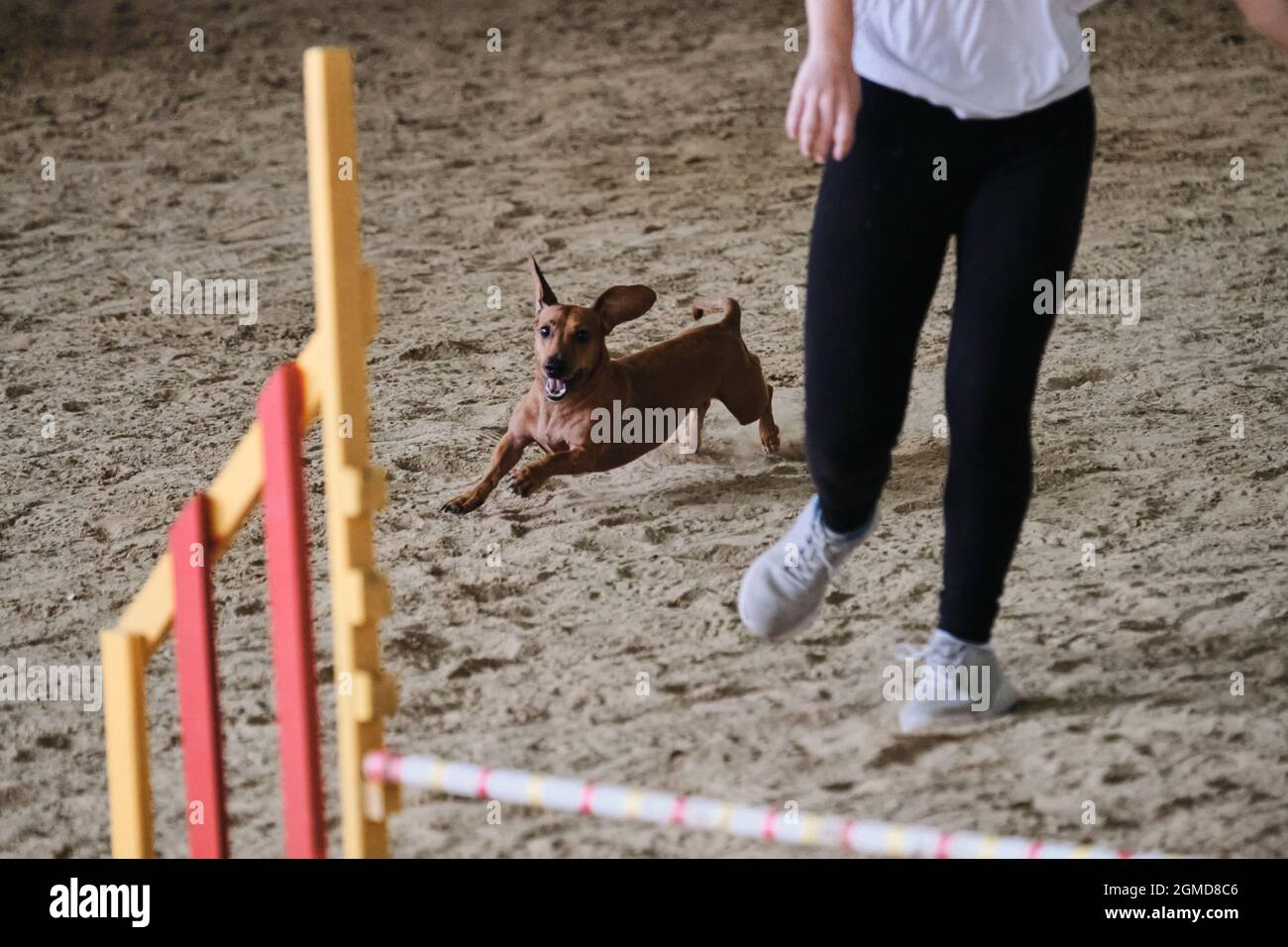 Agility-Wettbewerbe, Sport mit Hund. Hase glatt behaart Dackel der roten Farbe läuft mit seinem Besitzer bei Wettbewerben. Der zukünftige Sieger und Champion Stockfoto