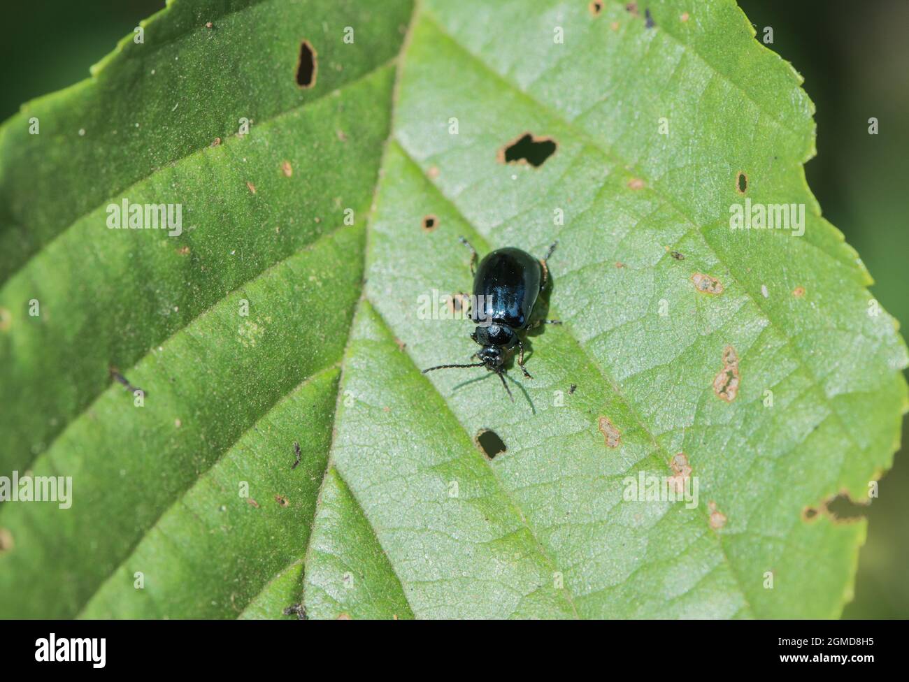 Alder Leaf Beetle (Agelastica alni) Stockfoto