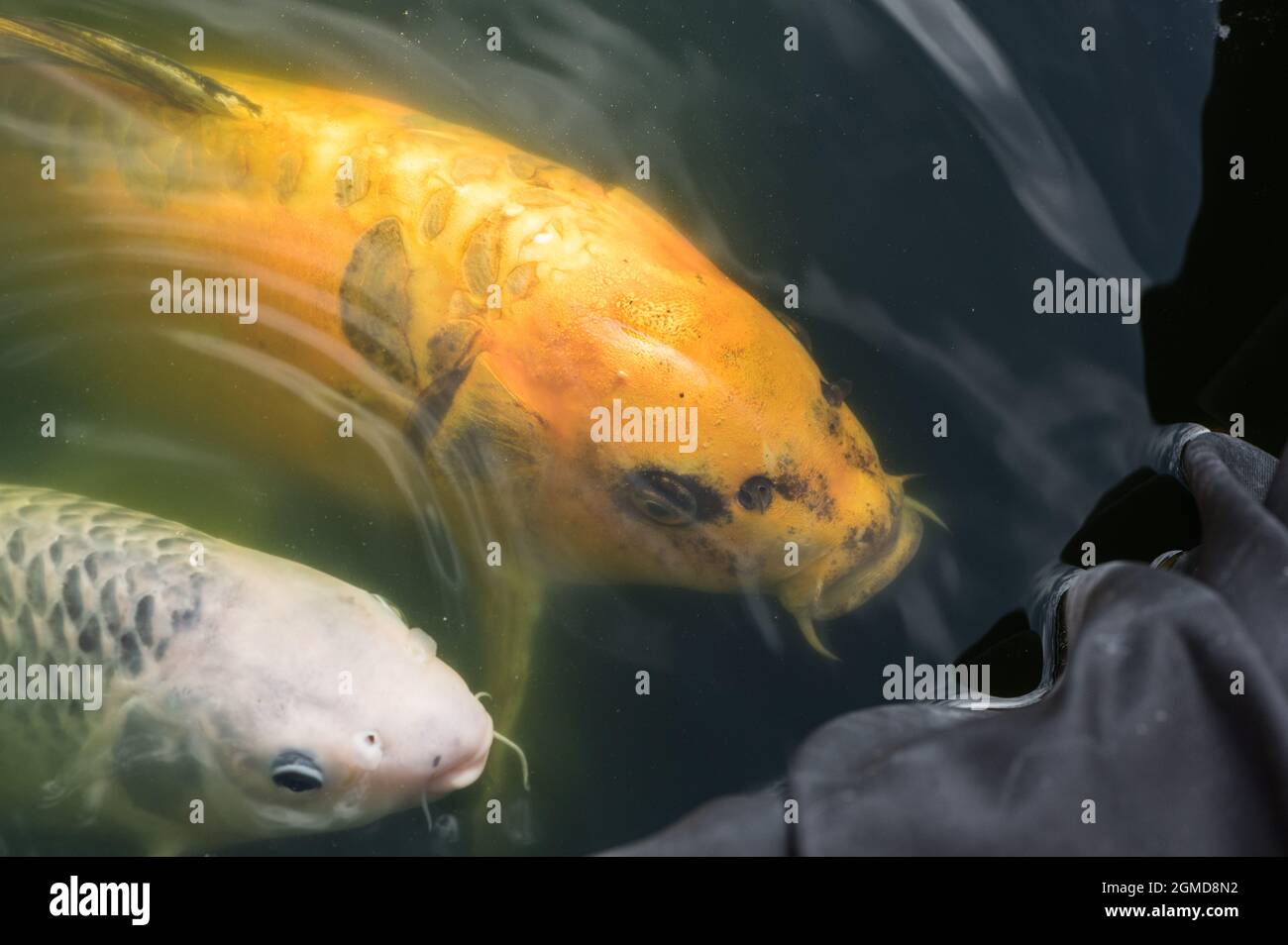 Koi Karpfen Stockfoto