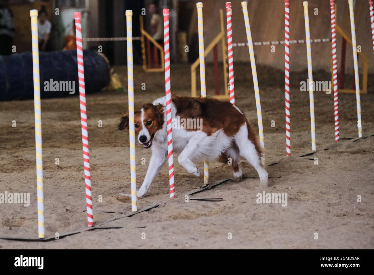 Agility-Wettbewerbe, Sport mit Hund. Zukünftiger Sieger und Champion. Border Collie von rot und weiß überwindet Slalom mit mehreren vertikalen Stöcken Stockfoto