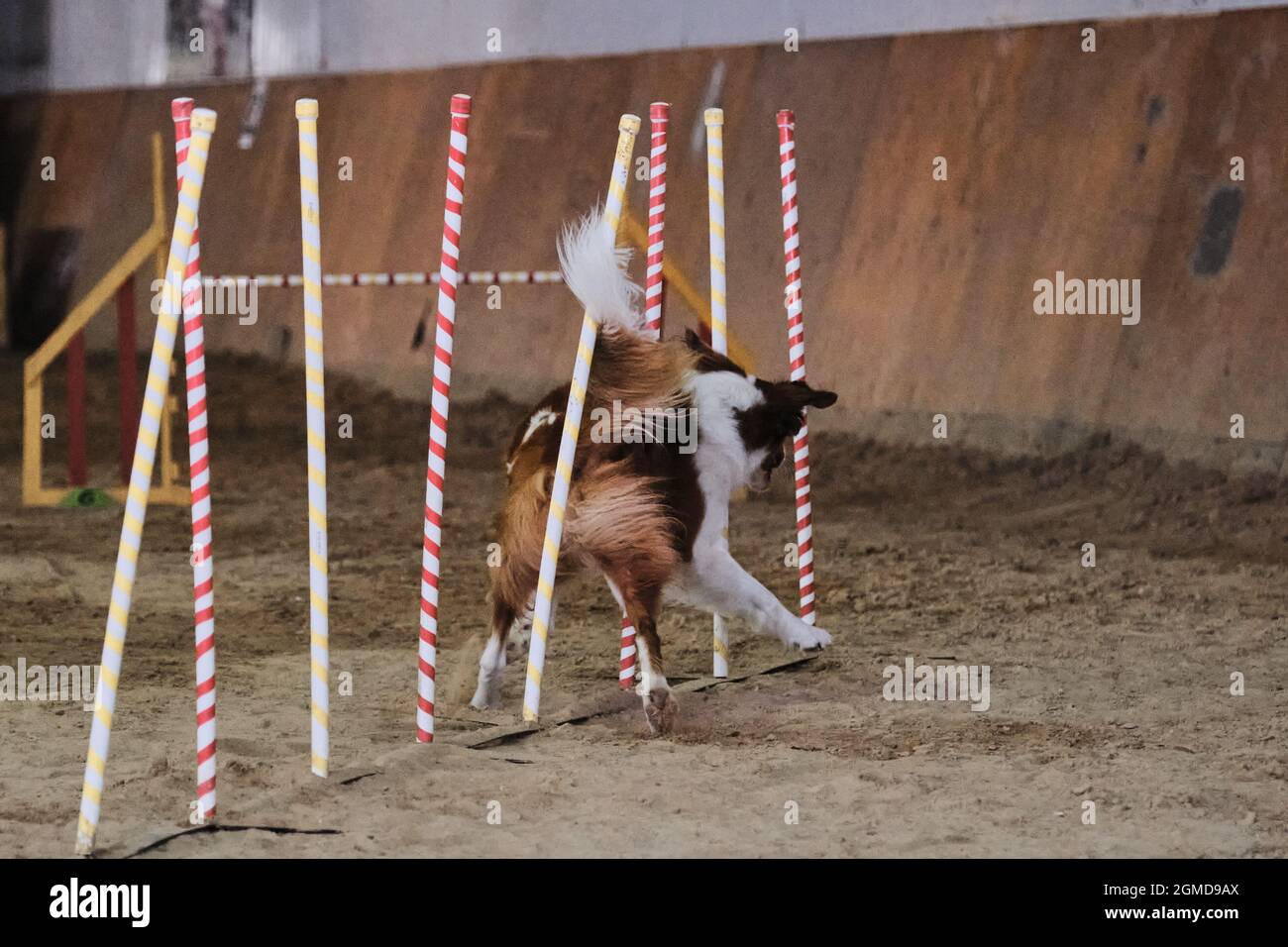 Agility-Wettbewerbe, Sport mit Hund. Zukünftiger Sieger und Champion. Border Collie von rot und weiß überwindet Slalom mit mehreren vertikalen Stöcken Stockfoto