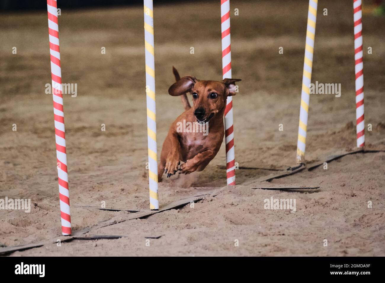 Agility-Wettbewerbe, Sport mit Hund. Zukünftiger Sieger und Champion. Zwergrot-glatter Dackel überwindet Slalom mit mehreren vertikalen Stangen sti Stockfoto
