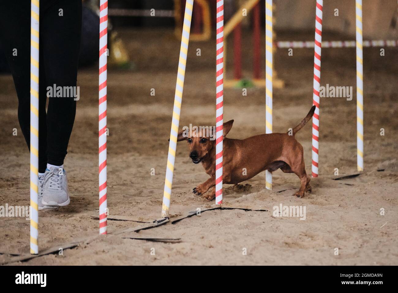Agility-Wettbewerbe, Sport mit Hund. Zukünftiger Sieger und Champion. Zwergrot-glatter Dackel überwindet Slalom mit mehreren vertikalen Stangen sti Stockfoto