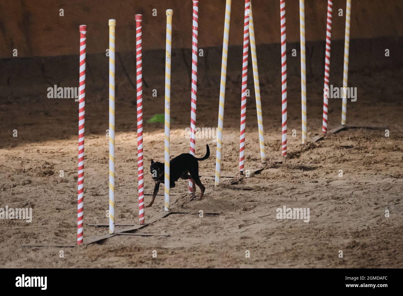 Agility-Wettbewerbe, Sport mit Hund. Zukünftiger Sieger und Champion. Schwarzer glatter Spielzeugterrier überwindet Slalom mit mehreren vertikalen Stöcken Stockfoto