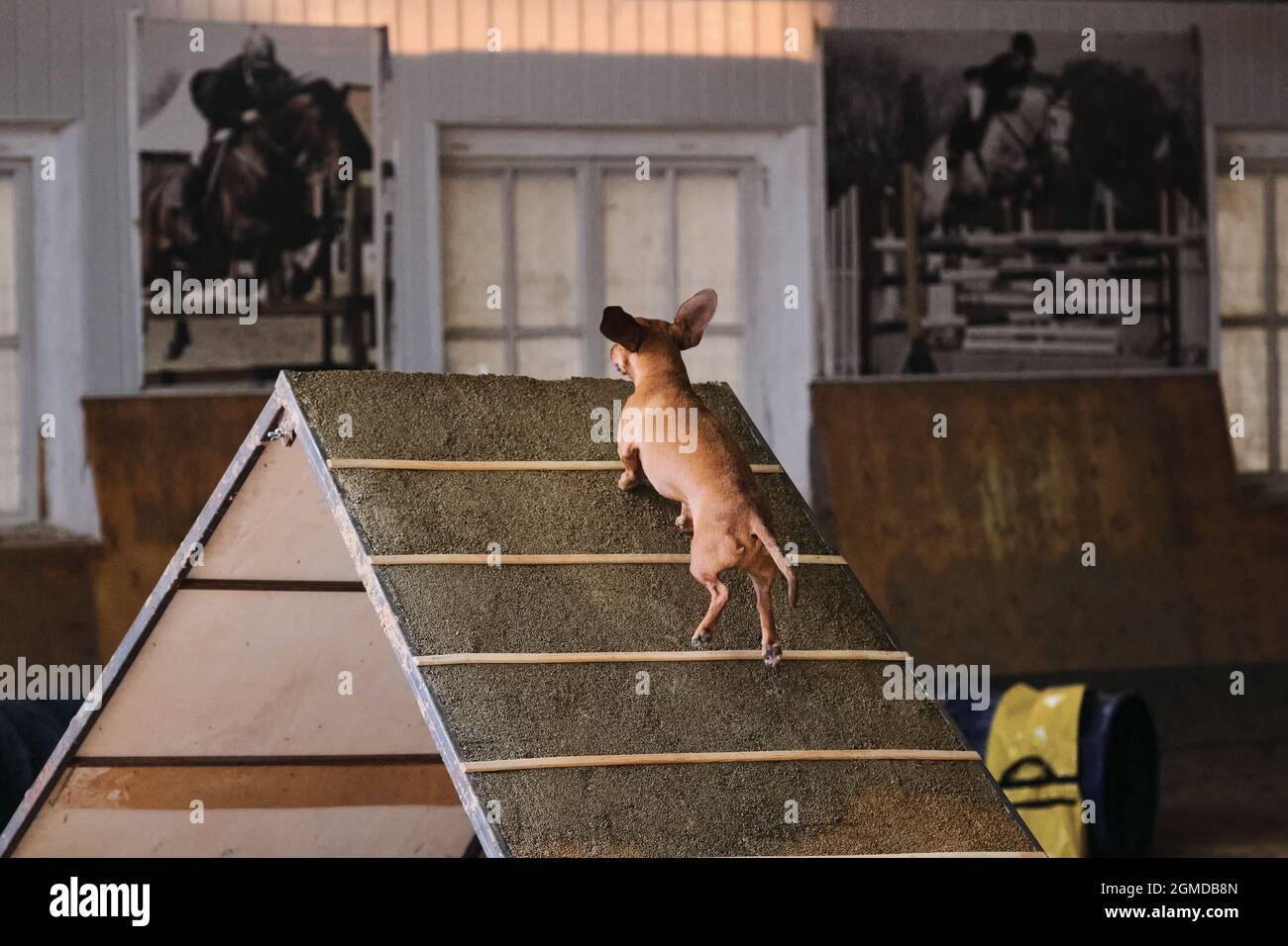 Agility-Wettbewerbe, Sportwettkämpfe mit Hund. Zukünftiger Sieger und Champion. Rothaariger, glatter Zwergdachshund klettert eine spezielle Rutsche für Trai Stockfoto